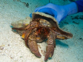 Giant Hermit Crab IMG 4639